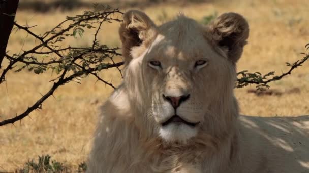 南アフリカのクルーガー国立公園の白いライオンの閉鎖 — ストック動画