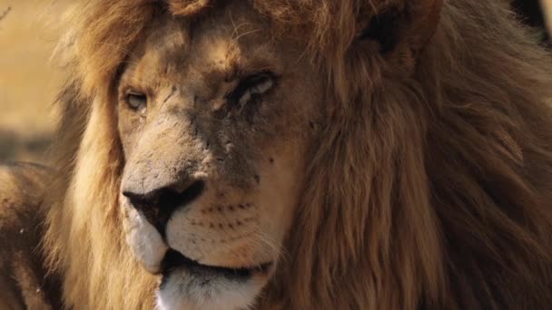 南アフリカのクルーガー国立公園にあるライオン パンテラ レオの閉鎖 — ストック動画