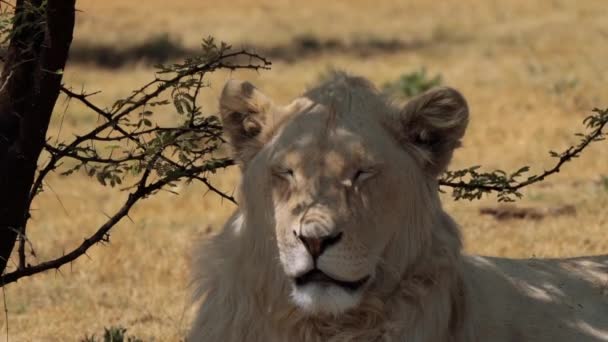 Close Van Een Witte Leeuw Kruger National Park Zuid Afrika — Stockvideo
