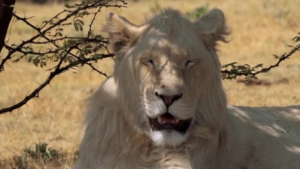 南アフリカのクルーガー国立公園の白いライオンの閉鎖 — ストック動画
