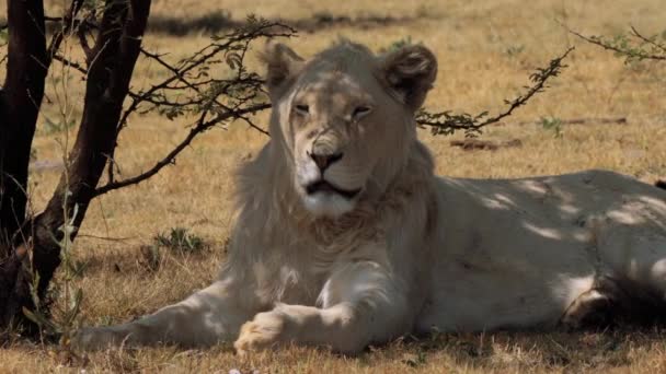 Güney Afrika Daki Kruger Ulusal Parkı Nda Beyaz Bir Aslana — Stok video