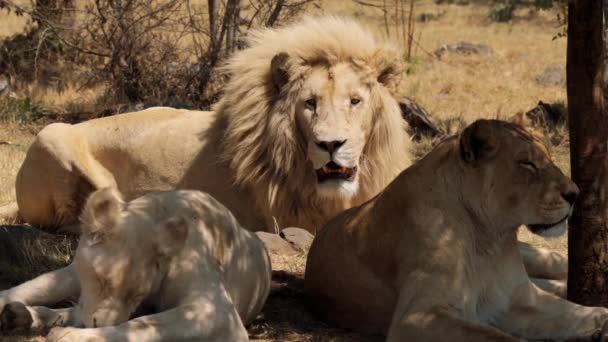 Close Van Een Leeuw Panthera Leo Kruger National Park Zuid — Stockvideo
