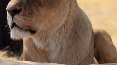Güney Afrika 'daki Kruger Ulusal Parkı' nda aslan dişi aslanın yakın çekimi.