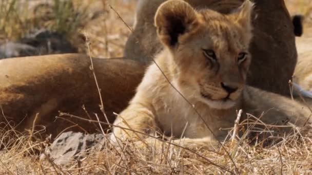 在南非克鲁格国家公园 一只狮子宝宝Panthera Leo的近身特写 — 图库视频影像