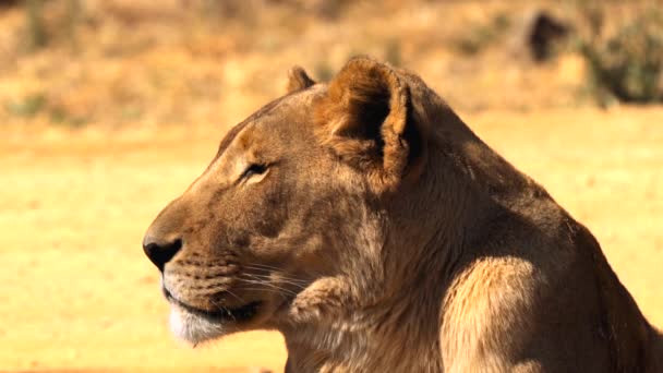 Närbild Lejoninna Lejonhona Kruger National Park Sydafrika — Stockvideo