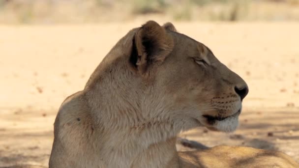 Großaufnahme Von Löwin Löwenweibchen Kruger Nationalpark Südafrika — Stockvideo