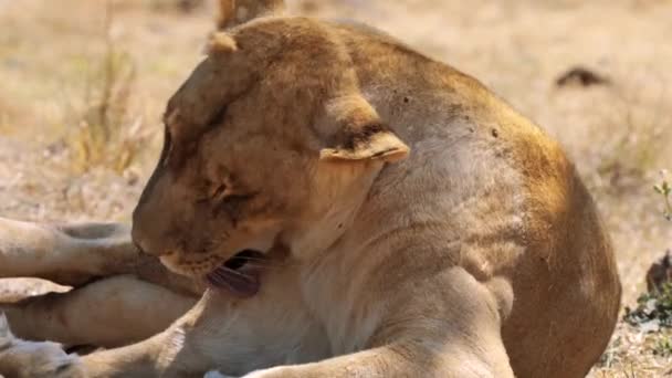 Primer Plano Leona Mujer León Parque Nacional Kruger Sudáfrica — Vídeos de Stock