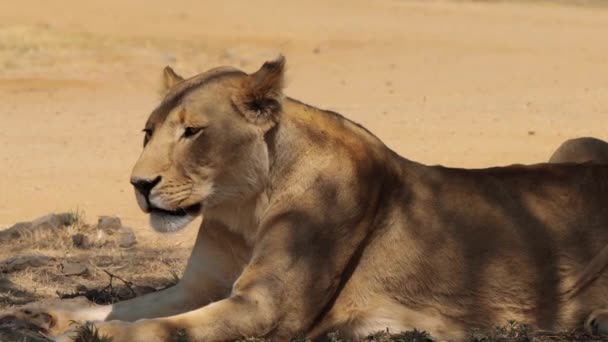 Close Leoness Lion Female Kruger National Park África Sul — Vídeo de Stock