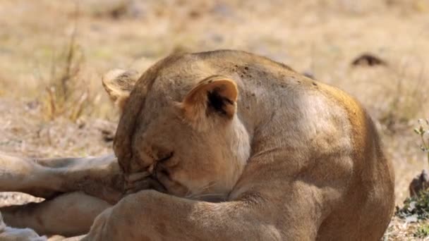 Primer Plano Leona Mujer León Parque Nacional Kruger Sudáfrica — Vídeo de stock