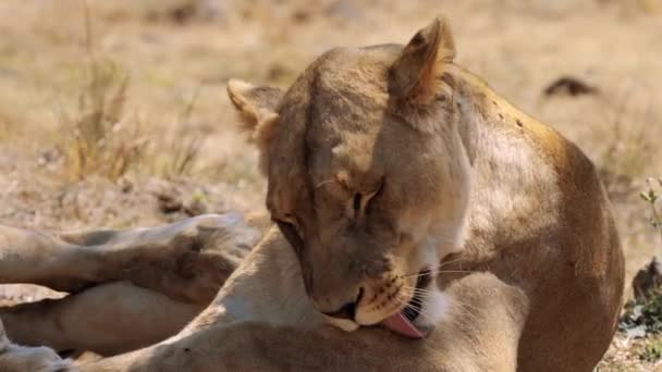 Close Leoness Lion Female Kruger National Park África Sul — Vídeo de Stock