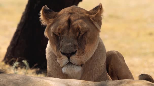 南アフリカのクルーガー国立公園で雌ライオンの雌ライオンを閉じます — ストック動画