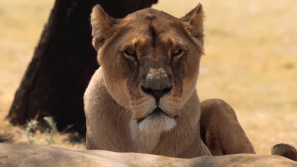 Primer Plano Leona Mujer León Parque Nacional Kruger Sudáfrica — Vídeo de stock