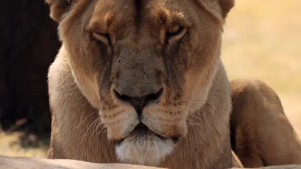 Close Lioness Lion Female Kruger National Park South Africa — Stock Video