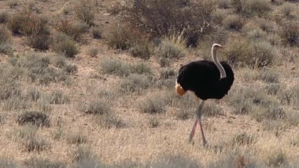 Ostrich Στο Διασυνοριακό Πάρκο Kgalagadi Νότια Αφρική — Αρχείο Βίντεο