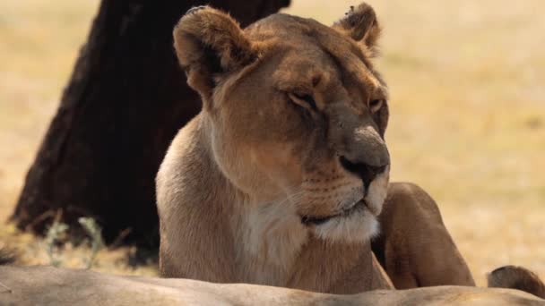 Közelkép Oroszlánnőről Oroszlánnőről Kruger Nemzeti Parkban Dél Afrikában — Stock videók