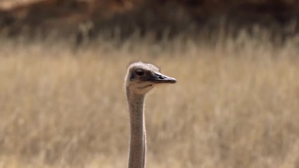 Dekat Dari Sebuah Ostrich Kgalagadi Transfrontier Park Afrika Selatan — Stok Video