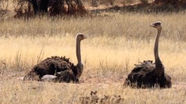 Güney Afrika 'daki Kgalagadi Sınır Aşan Parkı' nda devekuşu.