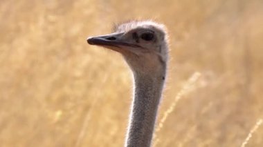 Güney Afrika 'daki Kgalagadi Transfrontier Parkı' nda bir devekuşuna yakın çekim