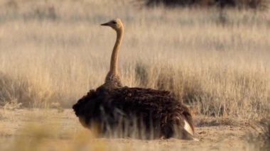 Güney Afrika 'daki Kgalagadi Transfrontier Parkı' nda toz banyosu yapan bir devekuşuna yakın çekim.