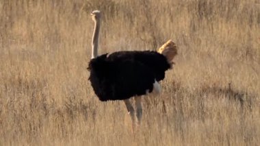 Güney Afrika 'daki Kgalagadi Sınır Aşan Parkı' nda devekuşu.