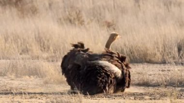 Güney Afrika 'daki Kgalagadi Transfrontier Parkı' nda toz banyosu yapan bir devekuşuna yakın çekim.