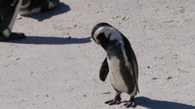 Güney Afrika 'daki Simons Town yakınlarındaki Boulders Sahili' nde bulunan Afrika penguenleri, veya Spheniscus demersus, veya Cape pengueni.