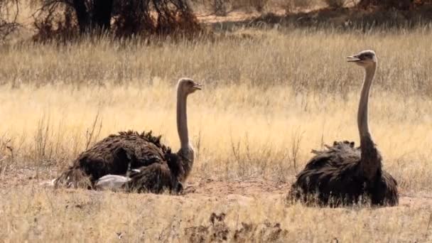 Struisvogel Kgalagadi Transfrontier Park Zuid Afrika — Stockvideo