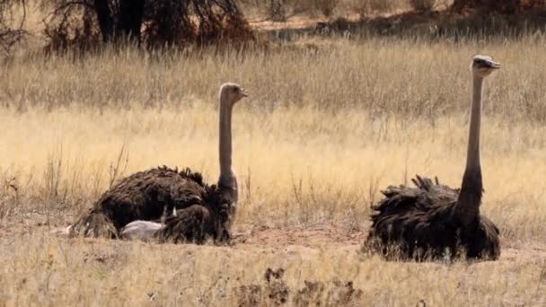 Avestruz Kgalagadi Transfrontier Park Sudáfrica — Vídeos de Stock