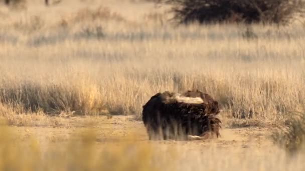 南アフリカのKgalagadi Transfront Parkで塵浴をしているOstrichの閉鎖 — ストック動画
