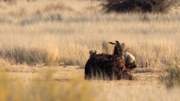 Primer Plano Avestruz Tomando Baño Polvo Parque Transfronterizo Kgalagadi Sudáfrica — Vídeo de stock