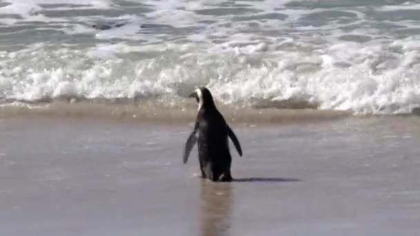 Penguin Afrika Memasuki Laut Untuk Mendapatkan Makanan Koloni Pantai Boulders — Stok Video