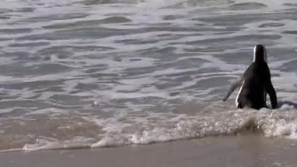 非洲企鹅进入海洋以获取食物 南非西蒙斯镇附近的博尔德斯海滩殖民地 — 图库视频影像