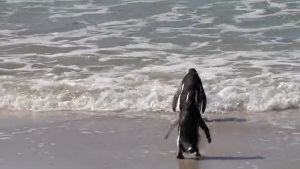 Pinguini Africani Entrano Nell Oceano Procurarsi Del Cibo Colonia Massi — Video Stock