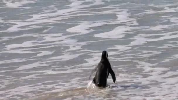 Los Pingüinos Africanos Entran Océano Para Conseguir Comida Colonia Boulders — Vídeos de Stock