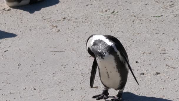 Pinguim Africano Spheniscus Demersus Pinguim Cabo Colónia Boulders Beach Perto — Vídeo de Stock