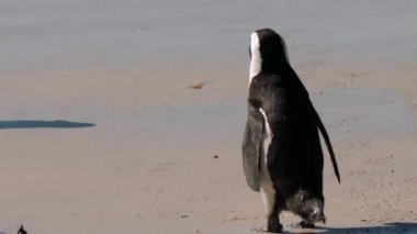 Güney Afrika 'daki Simons Town yakınlarındaki Boulders Sahili' nde bulunan Afrika penguenleri, veya Spheniscus demersus, veya Cape pengueni.