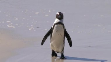 Güney Afrika 'daki Simons Town yakınlarındaki Boulders Sahili' nde bulunan Afrika penguenleri, veya Spheniscus demersus, veya Cape pengueni.