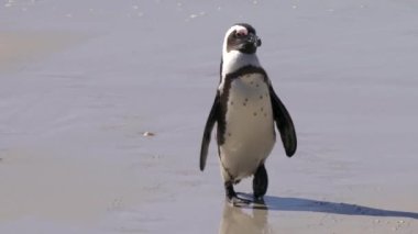 Güney Afrika 'daki Simons Town yakınlarındaki Boulders Sahili' nde bulunan Afrika penguenleri, veya Spheniscus demersus, veya Cape pengueni.