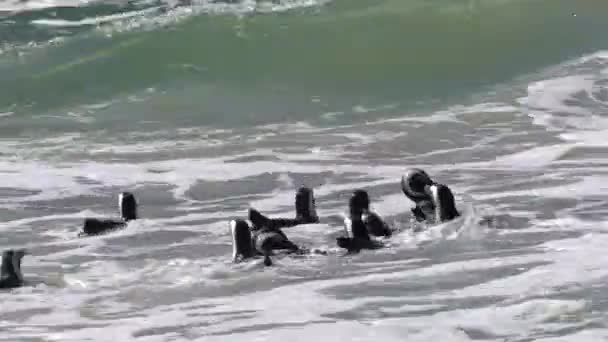 Los Pingüinos Africanos Entran Océano Para Conseguir Comida Colonia Boulders — Vídeo de stock