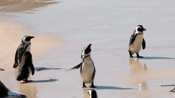位于南非西蒙斯镇附近的博尔德斯海滩殖民地的非洲企鹅 狮身人面像 角企鹅 — 图库视频影像