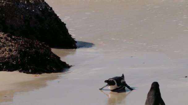南アフリカのシモンズ町近くのボルダーズビーチのコロニーで アフリカのペンギン またはスフェニックスのデメリサス またはケープペンギン — ストック動画