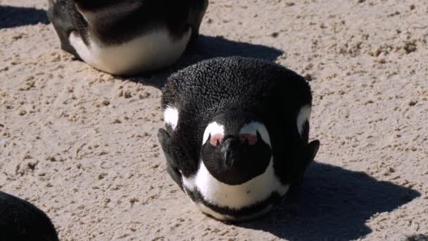 Pingüino Africano Spheniscus Demersus Pingüino Del Cabo Colonia Boulders Beach — Vídeos de Stock