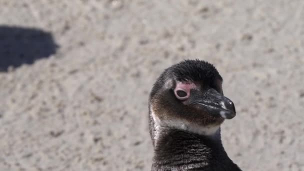 Pingouin Africain Spheniscus Demersus Pingouin Cap Dans Colonie Boulders Beach — Video