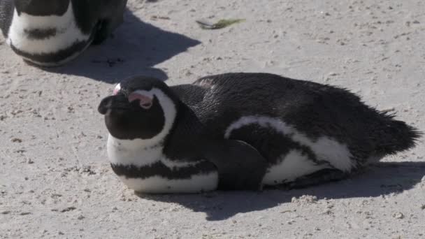 Penguin Afrika Atau Spheniscus Demersus Atau Cape Penguin Koloni Pantai — Stok Video