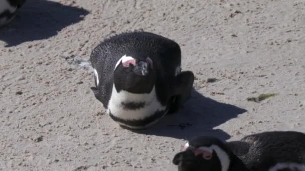 位于南非西蒙斯镇附近的博尔德斯海滩殖民地的非洲企鹅 狮身人面像 角企鹅 — 图库视频影像
