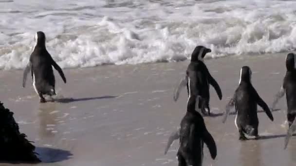 Los Pingüinos Africanos Entran Océano Para Conseguir Comida Colonia Boulders — Vídeos de Stock