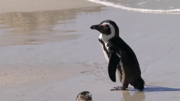 Afrikai Pingvin Vagy Spheniscus Demersus Vagy Cape Pingvin Kolónia Boulders — Stock videók
