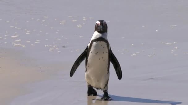 Африканський Пінгвін Або Демерс Сфеніска Або Кейп Пінгвін Колонії Боулдерс — стокове відео