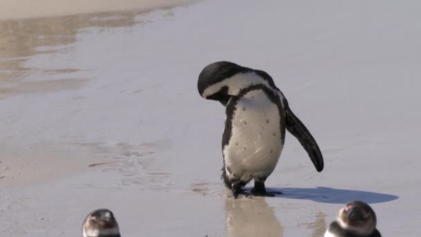 Африканский Пингвин Spheniscus Demersus Мыс Пингвин Колонии Боулдерс Бич Недалеко — стоковое видео