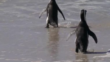 Güney Afrika 'daki Simons Town yakınlarındaki Boulders Sahili' nde bulunan Afrika penguenleri, veya Spheniscus demersus, veya Cape pengueni.